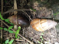Thaumastus hartwegi Vilcabamba, Ecuador adult